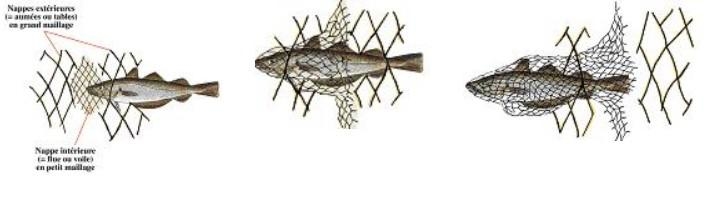 Filet maillant - Pour une pêche durable